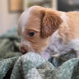 Lima Bean - Orange and white female Brittany puppy in Alma, Georgia from Edenbright Brittanys