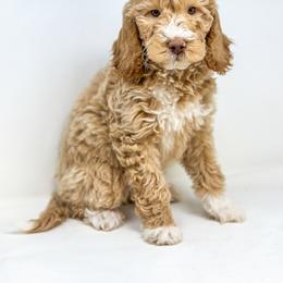 Goldendoodle Puppies from Dreaming Doodles