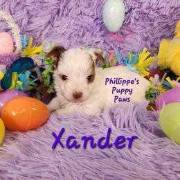 Xander - Chocolate, tan and white male Yorkshire Terrier puppy in Adair, Oklahoma from Phillippe's Puppy Paws