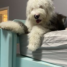 Old English Sheepdog Puppies from Heavinly Blessings Farm Pups - Old English Sheepdog Puppies