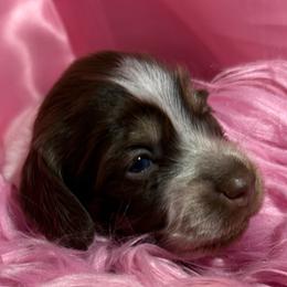 April - Chocolate and cream female Dachshund puppy in Somerset, Pennsylvania from Rae’s Dapper Dachshunds
