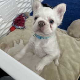 French Bulldog Puppies from Opulence Frenchies