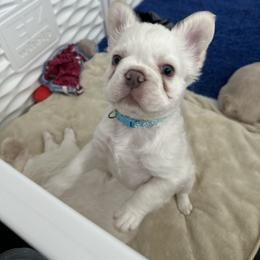 French Bulldog Puppies from Opulence Frenchies