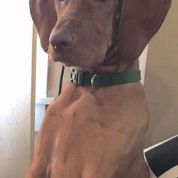 Vizsla Puppies from Mill Pond Farm Vizslas