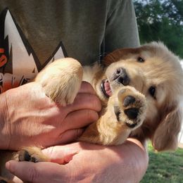 Golden Retriever Puppies from KM Golden Retrievers