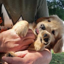 Golden Retriever Puppies from KM Golden Retrievers