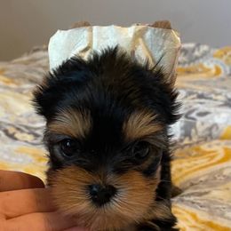 Biewer Terrier, Chinese Crested, and Yorkshire Terrier Puppies from FronkLinn Kennel