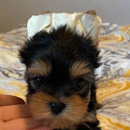 Biewer Terrier, Chinese Crested, and Yorkshire Terrier Puppies from FronkLinn Kennel