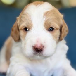 Nsync boy - Parti male Goldendoodle puppy in Yuciapa, California from AlltheDoodlez_
