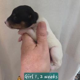 BEE'EM SEA I WILL ALWAYS LOVE YOU - White black and tan female Toy Fox Terrier puppy in Conway, South Carolina from Bee'Em Sea Kennel