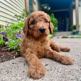 Jersey - Red male Irish Doodle puppy in Hammond, Wisconsin from Queen of the Hill Puppies