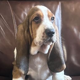 Boy 2 - Black brown and white Basset Hound puppy in Columbia, South Carolina from Pawmetto Hounds