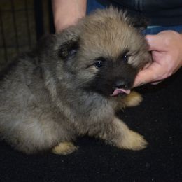 Light  Blue - Black and silver male Keeshond puppy in Fayetteville, Tennessee from Erbekees-Keeshonden