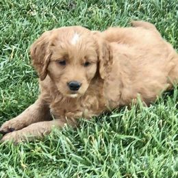 Goldendoodle Puppies from Triple HHH puppies