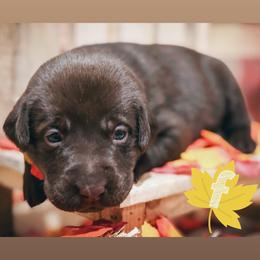 Yellow Female - Chocolate female Labrador Retriever puppy in Carrollton, Virginia from Southern Heritage Retrievers