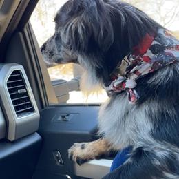 Aussiedoodles, Australian Shepherds, and Poodles from Barefoot Kennel