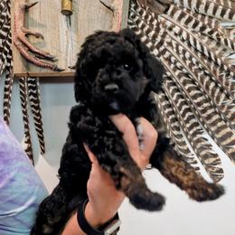 Bahama - Phantom female Goldendoodle puppy in Forest, Ohio from Mini Doodle Buddies