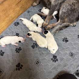 Boy 1 - Blue male Australian Cattle Dog puppy in Valley Mills, Texas from Bottoms Up Cattle Dogs