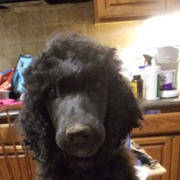 Girl 3 - Black Poodle puppy in Jay, Florida from Purpose Bred Poodles