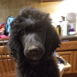 Girl 3 - Black Poodle puppy in Jay, Florida from Purpose Bred Poodles