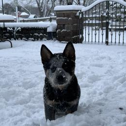 Australian Cattle Dog Puppies from Institute Australian Cattle Dogs