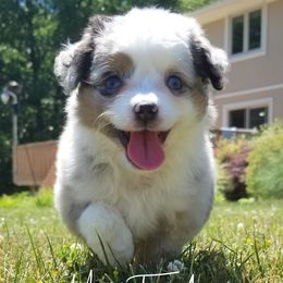 Toy Australian Shepherds from Misty's Toy Aussies
