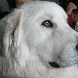 Great Pyrenees Puppies from Heritage Mountain Ranch