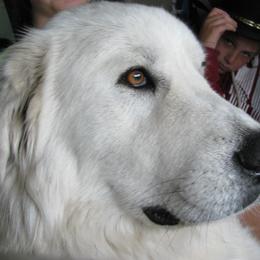 Great Pyrenees Puppies from Heritage Mountain Ranch