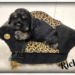 Ricky - Black white and tan male Cocker Spaniel puppy in Tecumseh, Oklahoma from Gambill's Cocker Spaniel Cuties