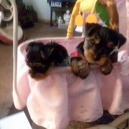 Yorkshire Terrier Puppies from New Yorkie City