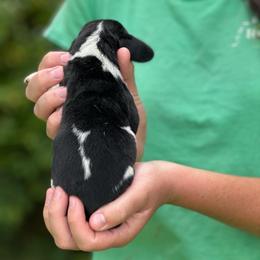 Male 1 - Black brown and white male Basset Hound puppy in Lindley, New York from Hill Top Basset Hounds & Cane Corso