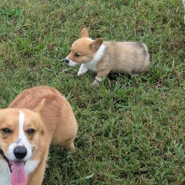Pembroke Welsh Corgi Puppies from C&W Corgis