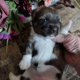 Glory - Red sable female Havanese puppy in Cleveland, Texas from 7th Heaven Havanese of Texas