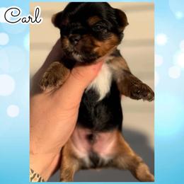 Carl - Black and tan male Yorkshire Terrier puppy in London, Kentucky from Soto Yorkies
