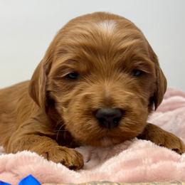 Blue Male - Apricot male Goldendoodle puppy in Great Falls, Montana from Montana Goldendoodles