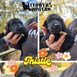 Thistle - Black male Poodle puppy in Prescott, Arkansas from Wanderlust Poodles