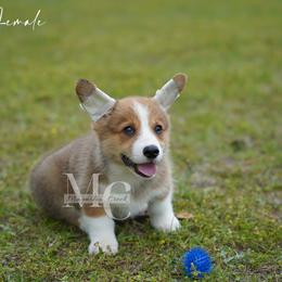 Harmony (RedSable Female 1) - Sable female Pembroke Welsh Corgi puppy in Straughn, Alabama from Magnolia Creek Corgis