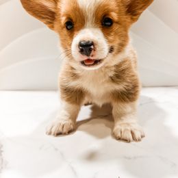 Pua - Red male Pembroke Welsh Corgi puppy in Oak City, Utah from Shells’ Corgis
