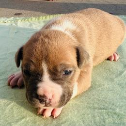 Rita - Blue fawn female American Staffordshire Terrier puppy in Guilford County, North Carolina from Explicit Kennel