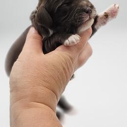 Blue Male - Brown and white male Cockapoo puppy in Mocksville, North Carolina from Hunting Creek Farm & Kennel