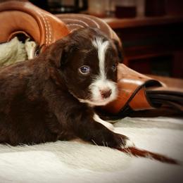 Cowboy - Red tri-color male Australian Shepherd puppy in Ranger, Texas from Outback Mini Aussies