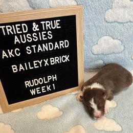 Red tri M - Rudolf - Red tri-color male Australian Shepherd puppy in Cotati, California from Tried and True Aussies