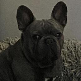 French Bulldogs from Purple Moon Kennel