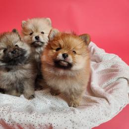 Pomeranian Puppies from Diamond-Pom