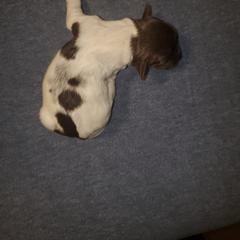 Kleine Munsterlander Puppies from Prairie State Kennel