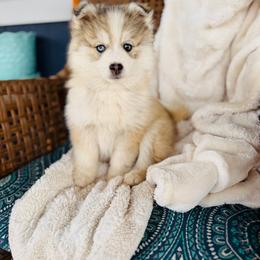 Jazzybelle - Silver and white female Pomsky puppy in Yavapai County, Arizona from Pawsh Pomskies