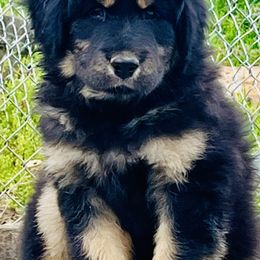 Tibetan Mastiffs from Larry Breece's Tibetan Mastiffs