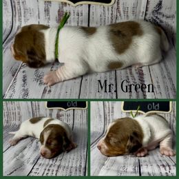 Dachshund Puppies from Darling Doxies of Ocala