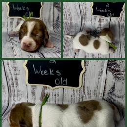 Dachshund Puppies from Darling Doxies of Ocala