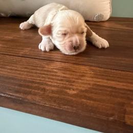 Kinsley - Buff female Cockapoo puppy in Paradise, Texas from 4W’s F2 Cockapoos